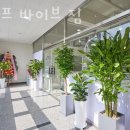 라이프바이브