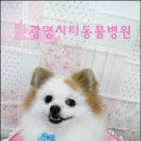 광명시티동물병원 이미지