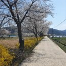 곡성축협농장 | 광주근교 벚꽃거리 숨은명소, 곡성 뚝방마켓 벚꽃거리주차 +추천맛집 등등