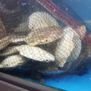 해물나라조개부인 이미지