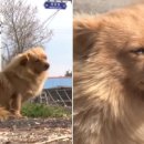 강아지정류장 이미지