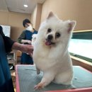 포항애견미용학원 이미지