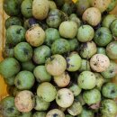 돌배황토 이미지