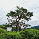 소나무집 이미지