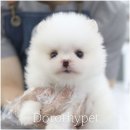 부산 강아지분양 도로시펫 이미지