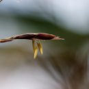 10월 조릿대 산죽 약용식물 약초 산야초 꽃 야생화 이미지