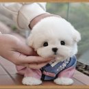 부산강아지분양 앨리펫 | 부산강아지분양 든든한 펫샵