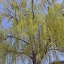 장명초장일분교 이미지