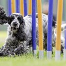 놀이터 반려견 미용실 이미지