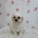 뽀샤시 펫살롱 이미지