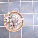 En Casa 펜션 이미지