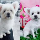 댕댕이 애견미용샵 이미지