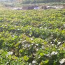 짱구2농장 이미지