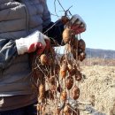 이영우농장 이미지