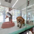 미유펫 강아지애견미용 이미지