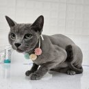 언제나고양이 이미지