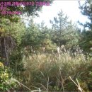 상모리-3 이미지