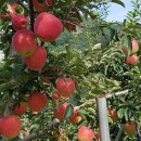 고운리농장 이미지