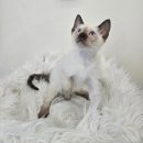 Dream Cat (드림캣) | 수원고양이분양 샴분양 드림캣 안심분양센터 고양이분양 후기 24.12.30