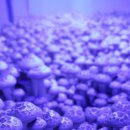 세한농장 이미지