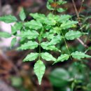 애기등 공원 이미지