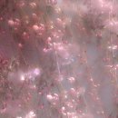 달보드레하다 | [우리말가꿈이 28기] 예쁜 순우리말 50선 💗🌸🪷