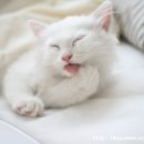 쁘띠그루밍 네이버블로그
