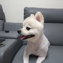 꽃보다 Dog 이미지