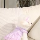 어도러블독 이미지