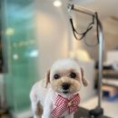 케이독 ST | 강남애견미용 울 보리 케이독st에서 미용했어요