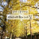 담양여행 | 담양 여행 필수 코스, 담양 메타세쿼이아길 산책 후기