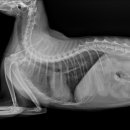 분당 필동물병원 이미지