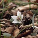 제주아씨 이미지