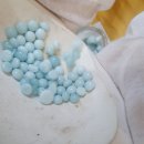 강아지 펫 헤븐 이미지