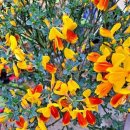 노을연가 이미지