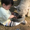 홍이목장 이미지