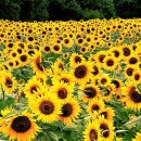 해바라기의꿈 이미지