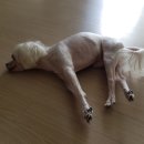 사라 양한방 동물병원 이미지