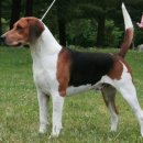 비글