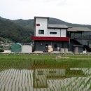 지리산황금나무 이미지