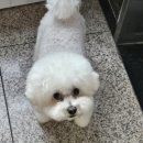 아빠 동물병원 이미지