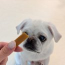 더 건강한 동물병원 | [동물병원간식 추천] 포코벳 비건스틱 동물병원 강아지간식 처방식 후기