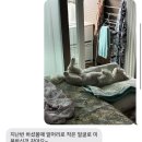 꽃단장하개