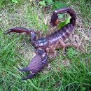 스콜피온 이미지