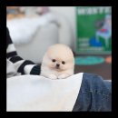 내친구고양이 이미지