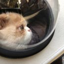 피카소동물병원 이미지