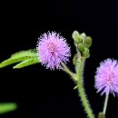 잎을 만지면 움직이는 신비함...'미모사'(Sensitive plant) 이미지