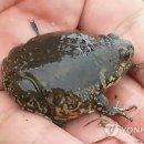 맹꽁이 이미지