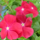 돌산가든 이미지