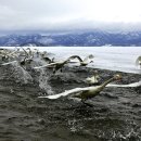 백조농장 이미지